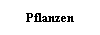 Pflanzen